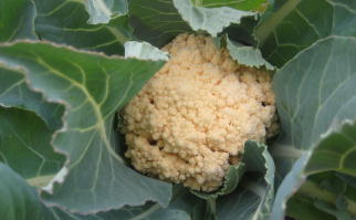 カリフラワー