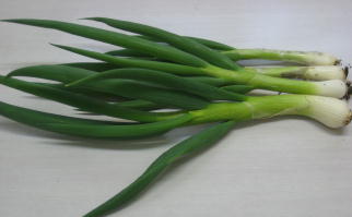 ネギ