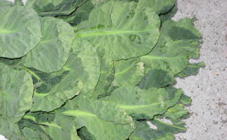 非結球キャベツ