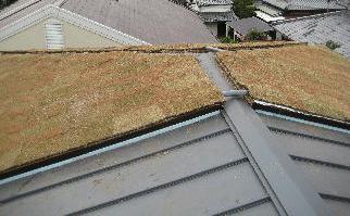屋上緑化